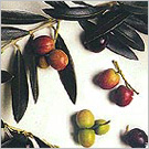 阿爾貝吉納(Arbequina)橄欖果